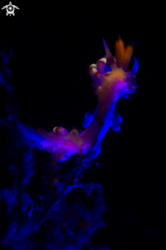 A Nudibanch