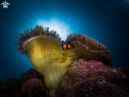 A Amphiprion ocellaris | Clownfish