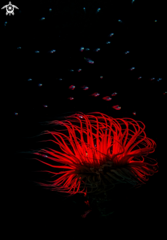 A Tube Anemone