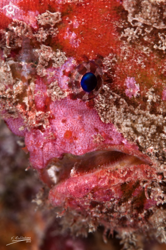 A Frogfish