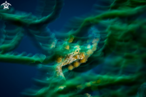 A Pygmy Seahorse