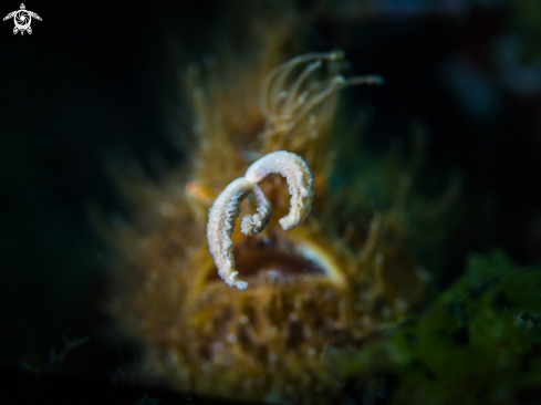 A Hairy Frogfish Lure