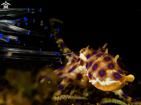 A Blue ring octopus