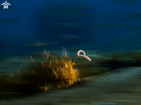 A Hairy Frogfish Lure