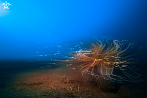 A Tube Anemone