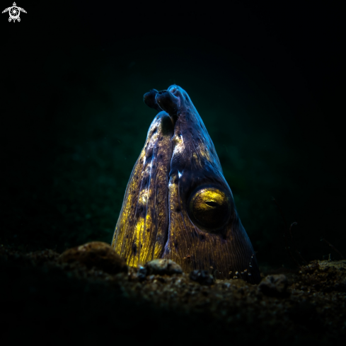 A Snake eel