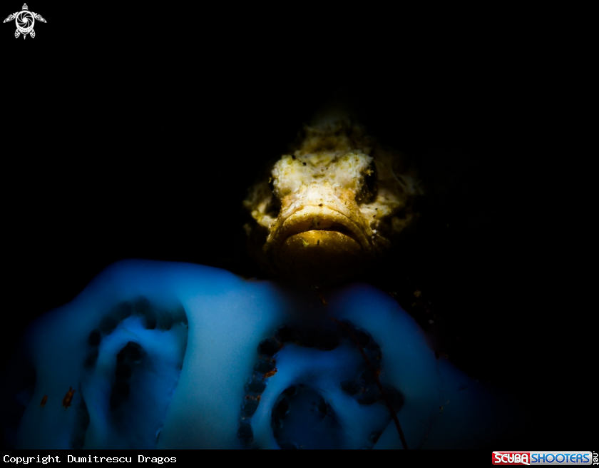 A Devil scorpionfish
