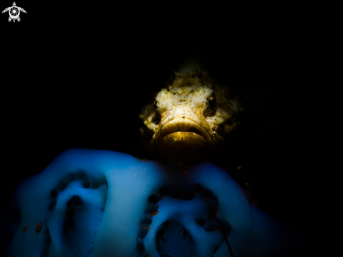 A Devil scorpionfish