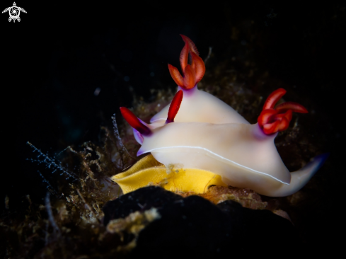 A Nudibranch