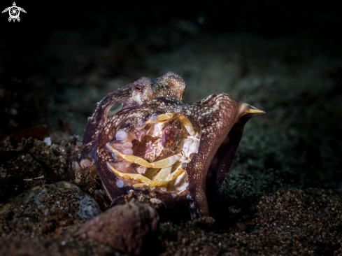 A Coconut Octopus