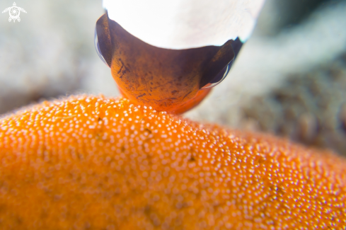 A Clownfish