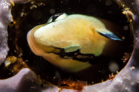 A Blenny