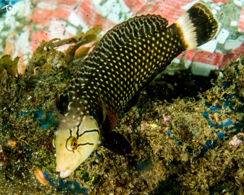 A Rockmover Wrasse