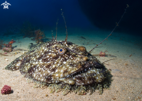 A Lophius Piscatorius | Rana Pescatrice