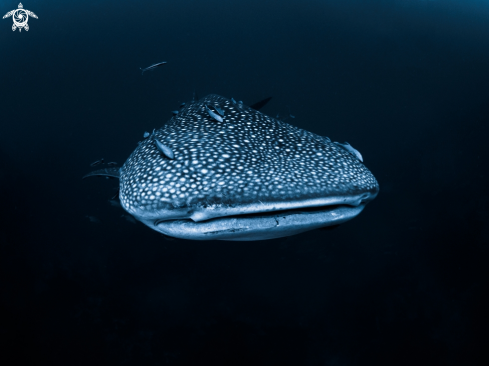 A Rhincodon typus | Whale Shark