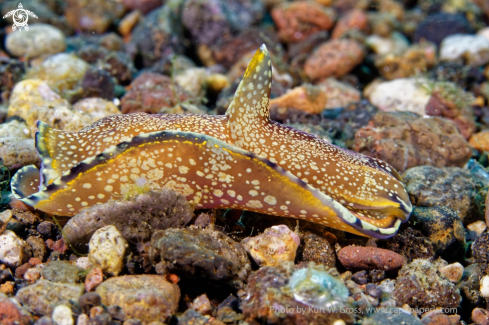 A Nudi