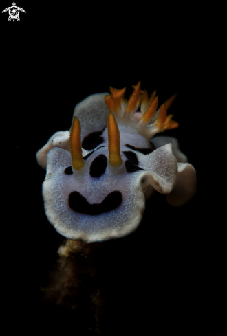 A Chromodoris dianae | Nudibranch