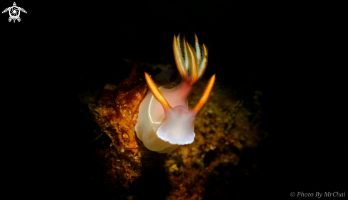 A Nudibranch