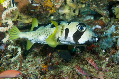 A reef fish