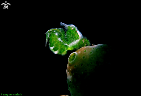 A Algae Shrimp