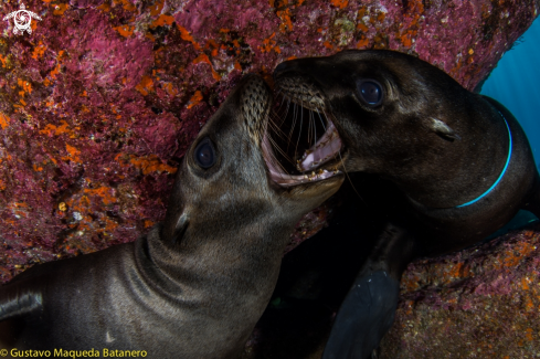 A Zalophus californianus | Sea lion