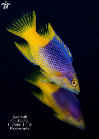 A Spanish Hogfish