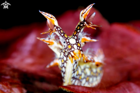 A Nudibranch