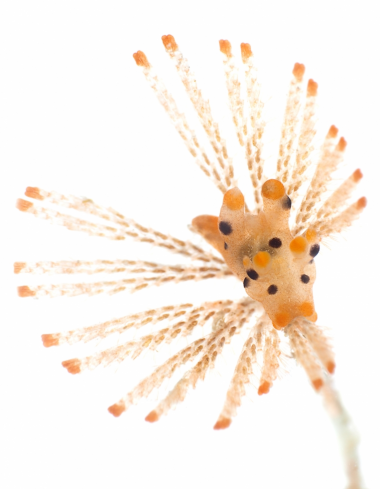 A Nudibranch