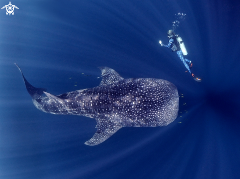 A Whaleshark