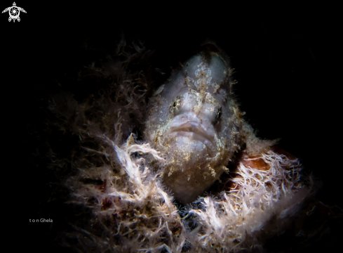 A Juvinile  Frogfish