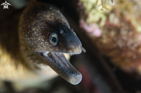 A Moray eel