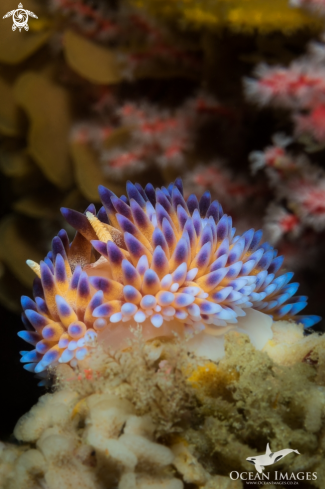 A Gasflame nudibranch