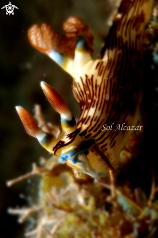 A nembrotha nudibranch