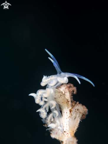 A Nudibranch