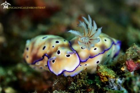 A Nudibranch