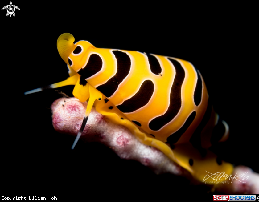 A Tiger Cowrie  