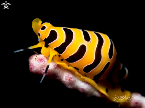 A Cuspivolva tigris | Tiger Cowrie  