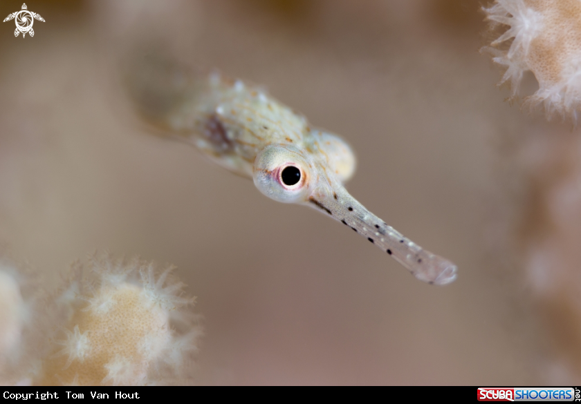 A Pipefish