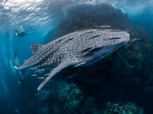 A Rhincodon typus | Whale Shark