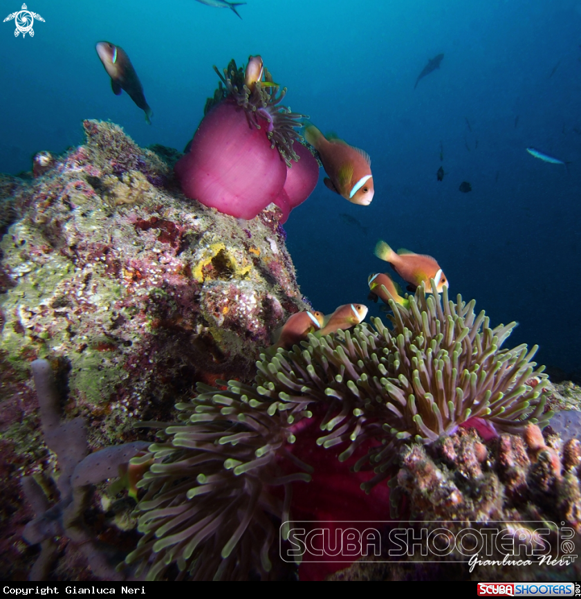 A Maldivian clownfish