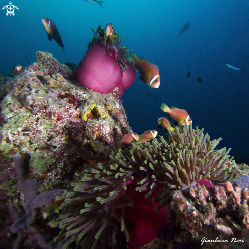 A Maldivian clownfish