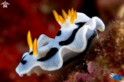 A Chromodoris