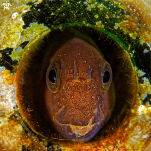 A Rockskipper Blenni