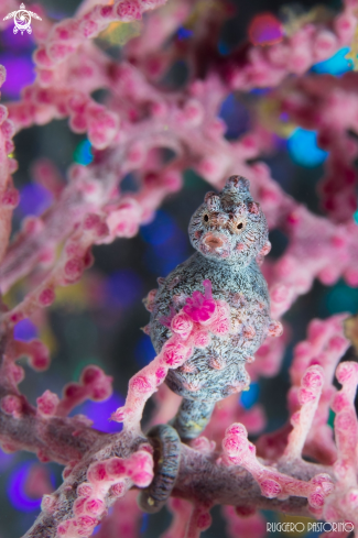 A Hippocampus bargibanti | Pigmy seahorse