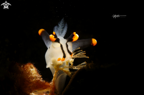 A  pikachu nudi