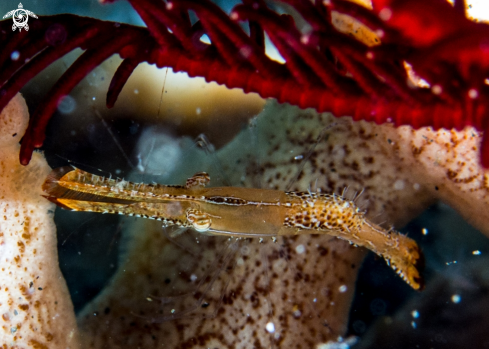 A Leander plumosus | Donald Duck shrimp