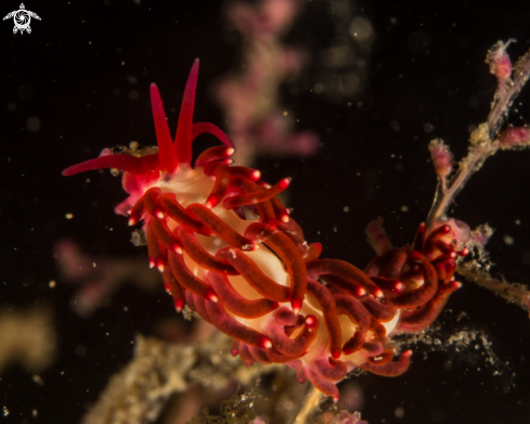 A Tenellia sp. 28 in NSSI | Red Nudi