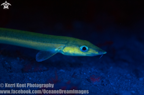 A Beaked Sandfish