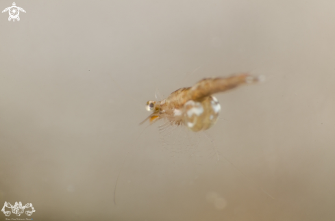 A litter tiny shrimp 
