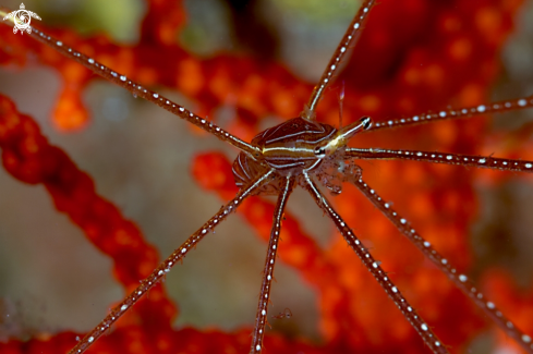 A Stenorhynchus seticornis | Arrow (spider) crab